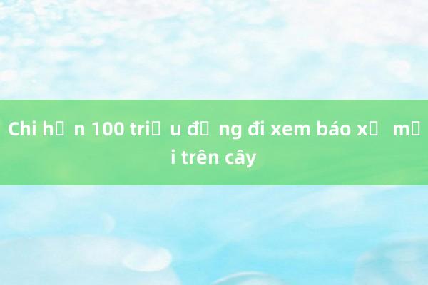 Chi hơn 100 triệu đồng đi xem báo xẻ mồi trên cây